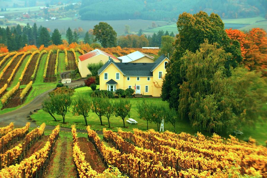 The Vineyard Photograph by William Rockwell