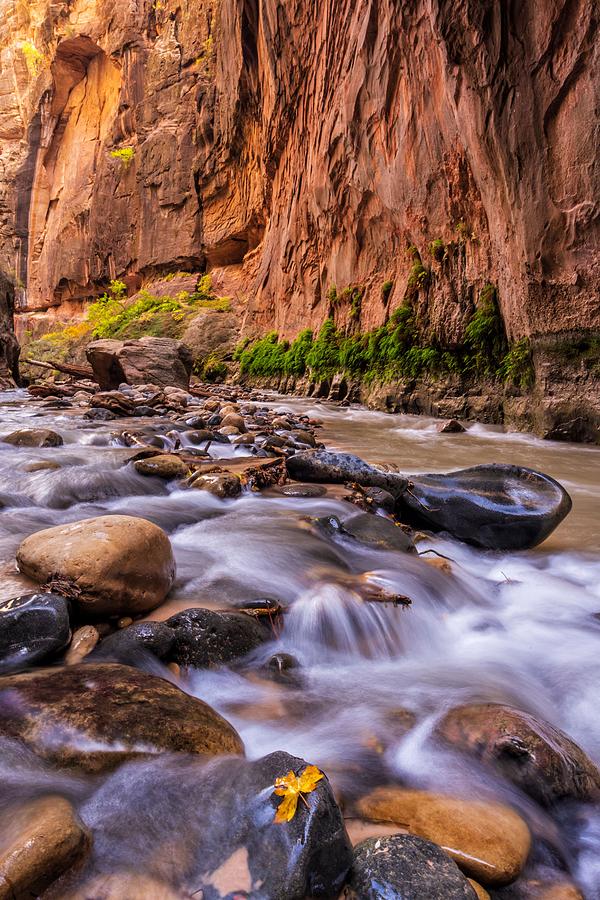 Zion National Park Photograph - The Virgin River Flows Over Polished by Colin D. Young