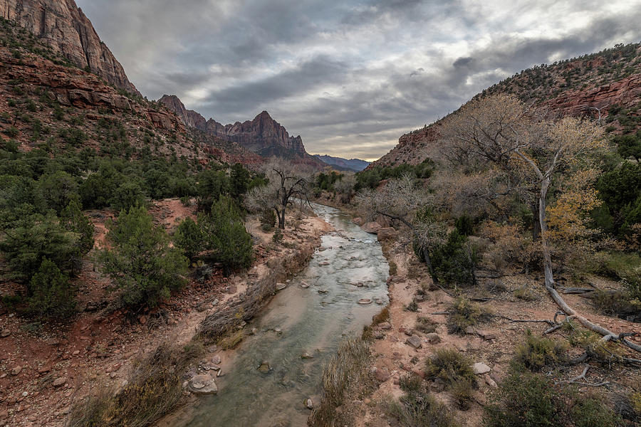 The Virgin River leads us to the Watchman at Zion National Park Photograph by Constance Puttkemery