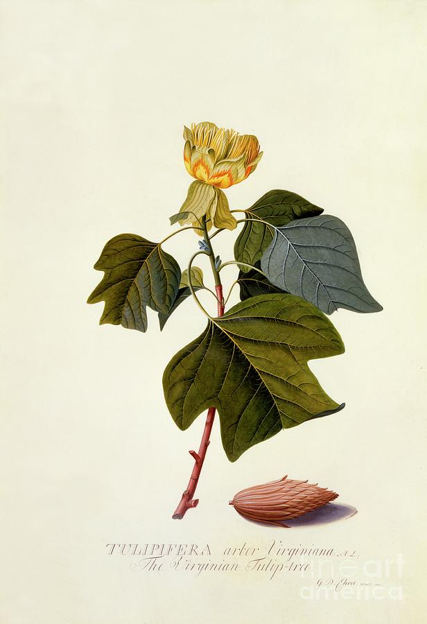 The Virginian Tulip Tree Drawing by Heritage Images