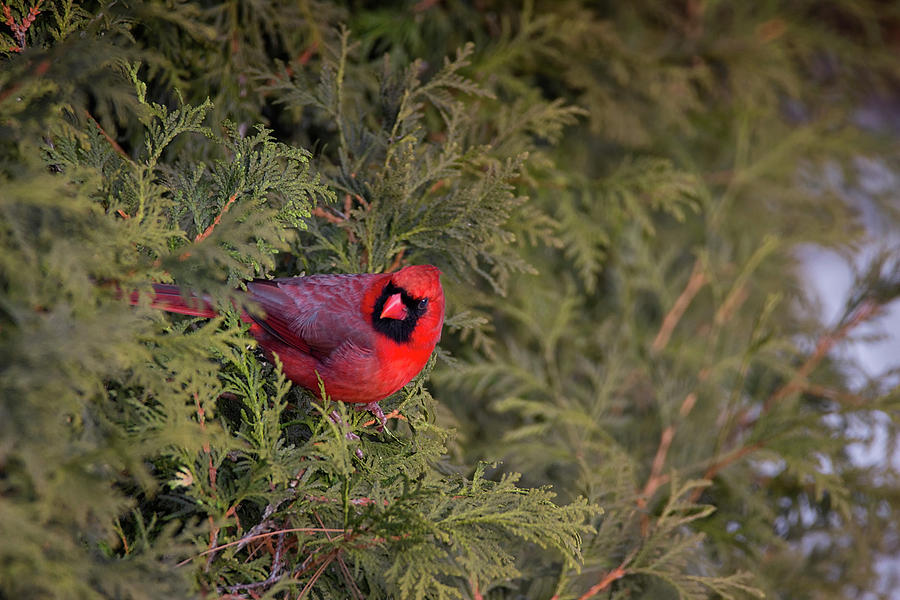 Cardinal Photograph - The Voice - Northern Cardinal - Cardinalis cardinalis by Spencer Bush