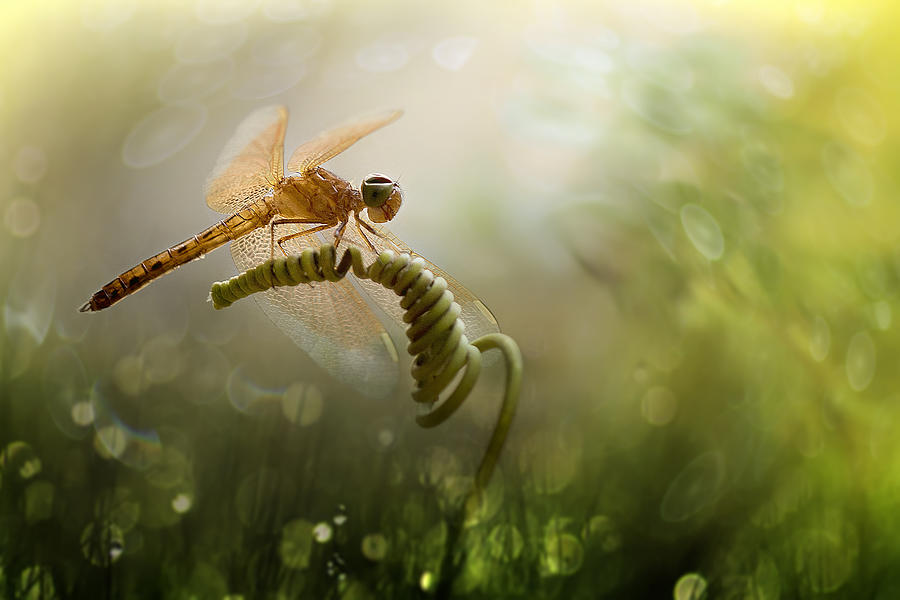 Insects Photograph - The Vortex by Fauzan Maududdin