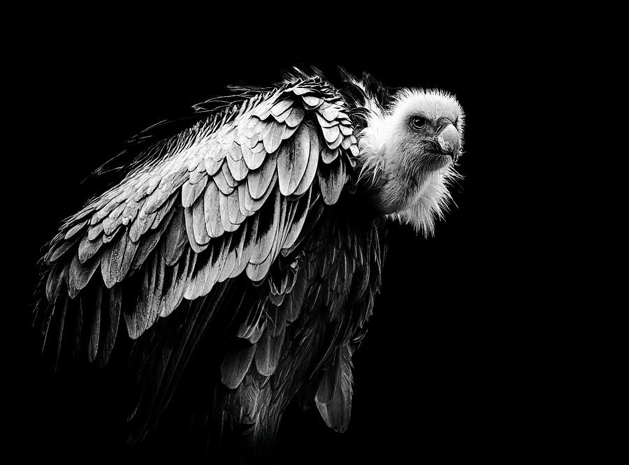 The Vulture Photograph by Natascha Worseling - Pixels