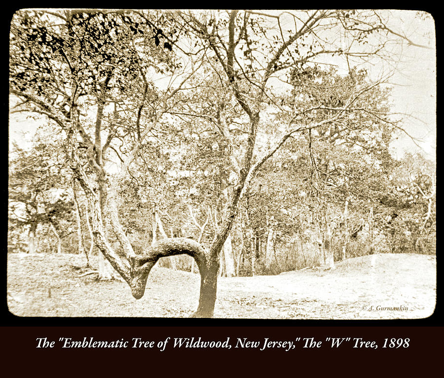 The W Tree, Wildwood, N.J. Photograph by A Macarthur Gurmankin