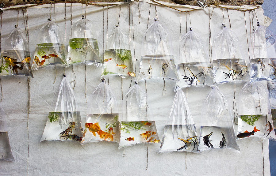 Fish Photograph - The Wall Of Fish by Monojit Mondal