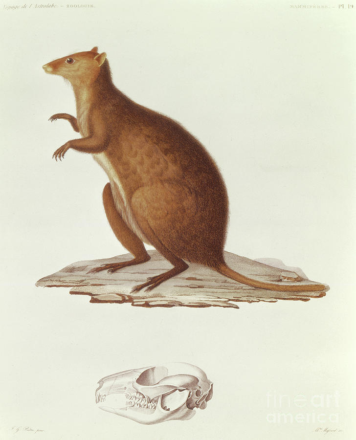 Animal Drawing - The Wallaby or Short Tailed Kangaroo by Jean Gabriel Pretre