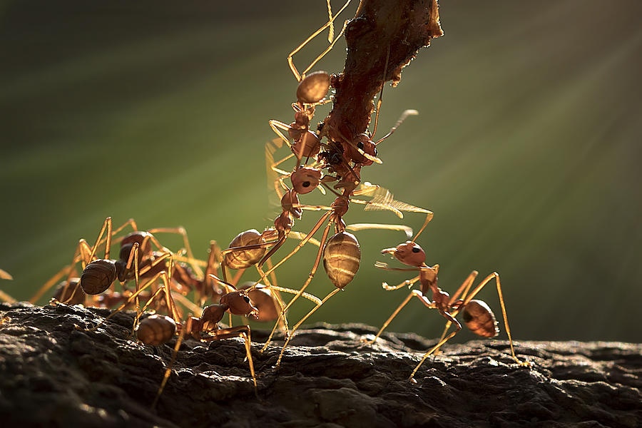 Insects Photograph - The Warriors Ant by Fauzan Maududdin