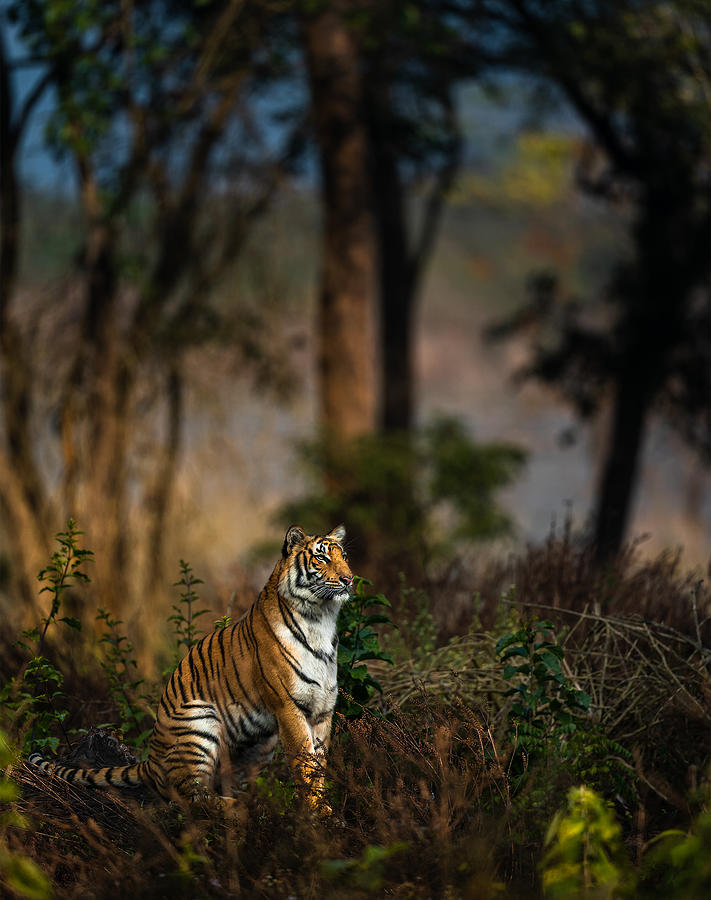 The Watch- A Habitat Portrait Photograph by Manu Gopinath | Fine Art ...