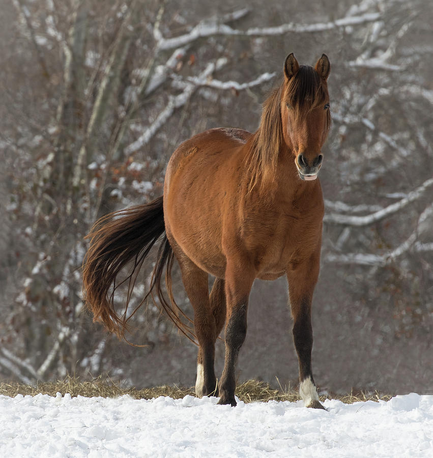 Horse Photograph - The Watcher by Art Cole