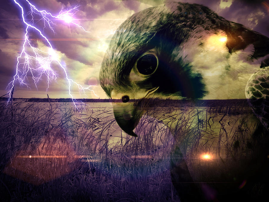 THE WATCHER by Elie Wolf THE WATCHER by Elie Wolf