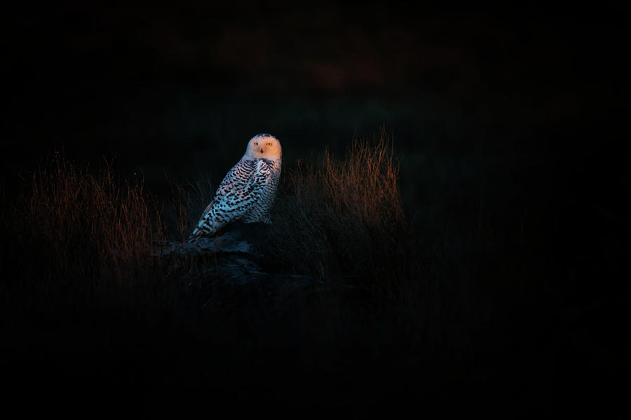 Owl Photograph - The Watcher by Phillip Chang