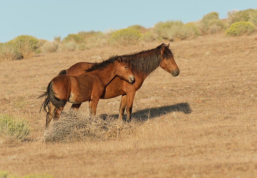Wild Photograph - The Watchers by Dennis Bolton Wild Photograph - The Watchers by Dennis Bolton