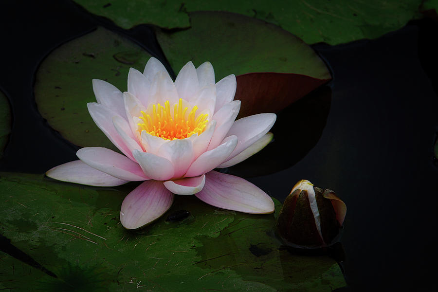 The Water Lily Photograph by Ernest Echols