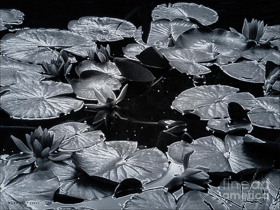 The Water Lily Pond BW Digital Art by Mona Stut