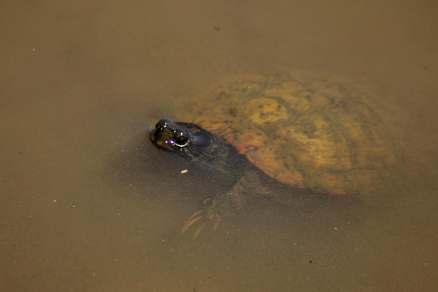 The Water Turtle Photograph