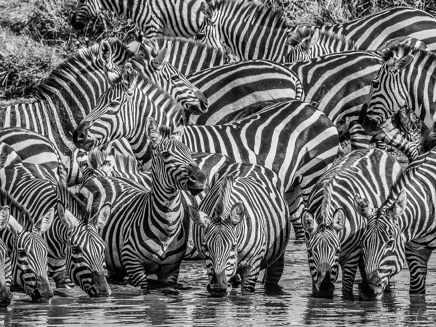 THE WATERING HOLE by Elie Wolf THE WATERING HOLE by Elie Wolf