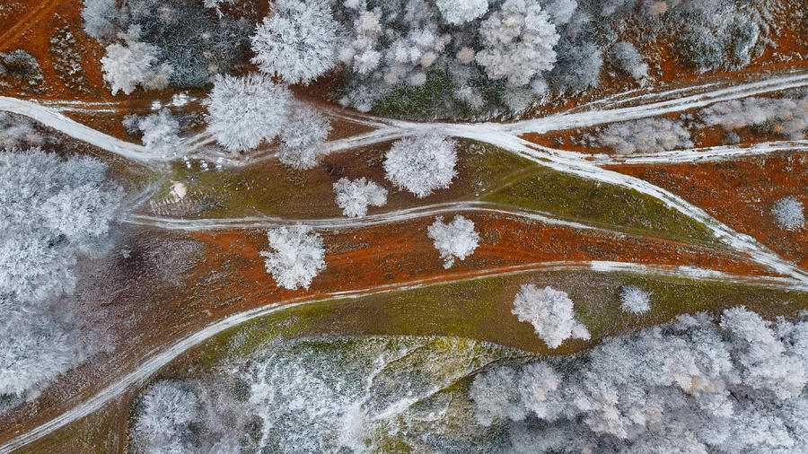 Tree Photograph - The Ways Of The Transilvania by Mihai Bogdan R