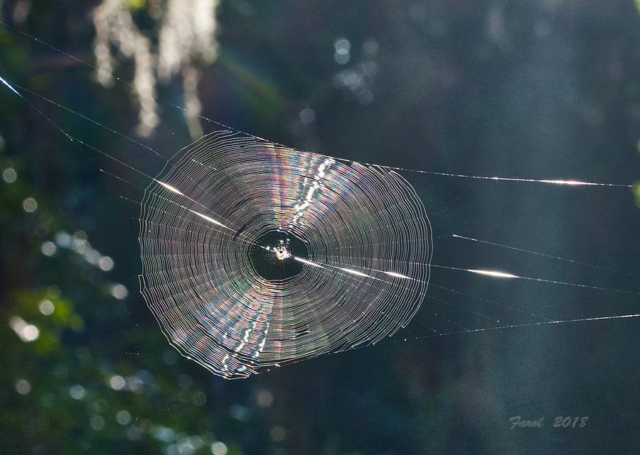 The Web Photograph by Farol Tomson