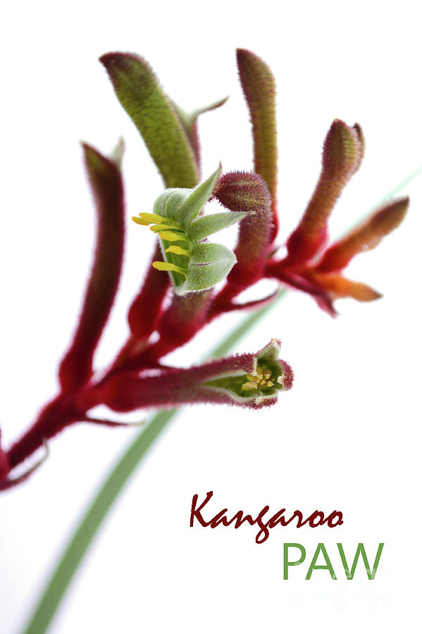 The Western Australian Red and Green Kangaroo Flower Photograph by Milleflore Images