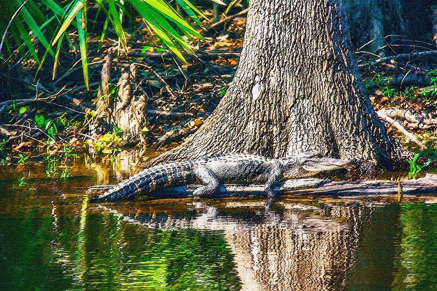 The wetlands of Louisiana Digital Art by Don Kuing - Pixels