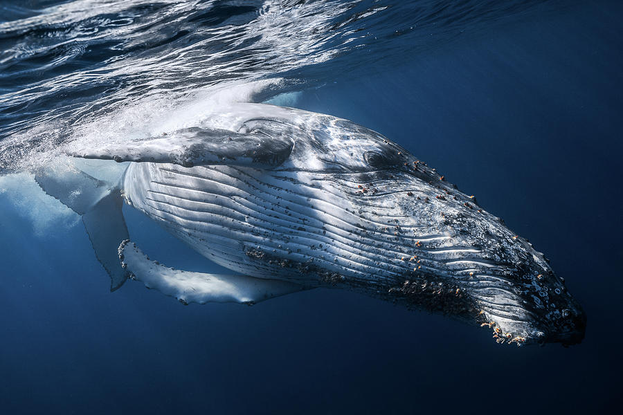Wildlife Photograph - The Whale by Barathieu Gabriel