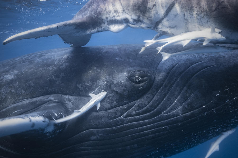 Wildlife Photograph - The Whales Gaze by Barathieu Gabriel