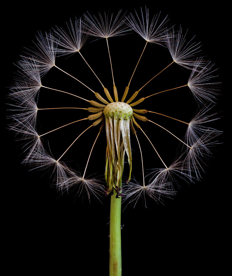 The Wheel Photograph by Art Lionse - Fine Art America