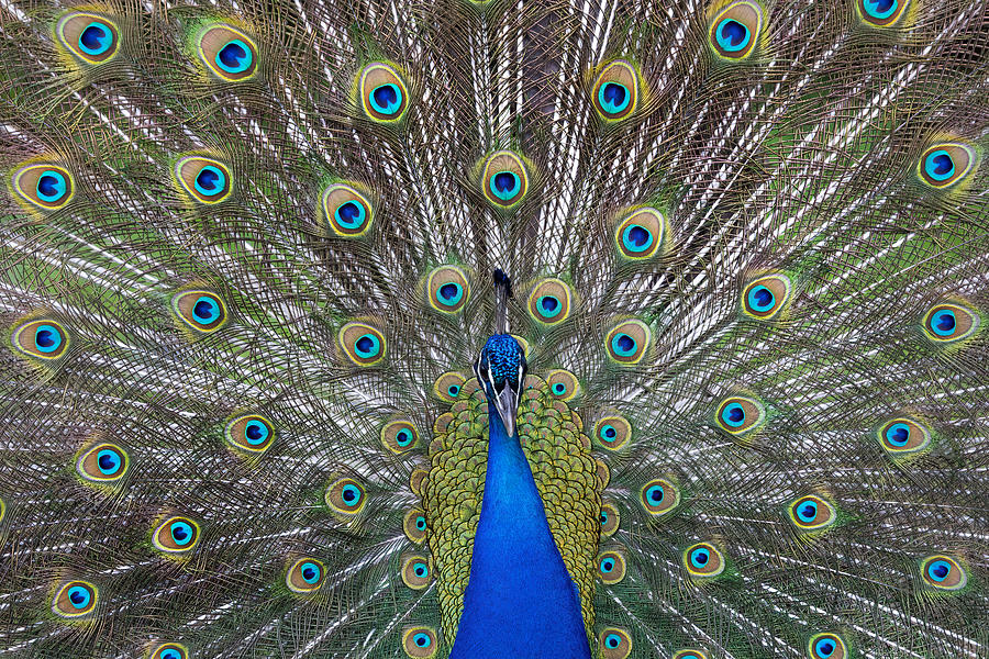 Bird Photograph - The Wheel by Paolo Bolla