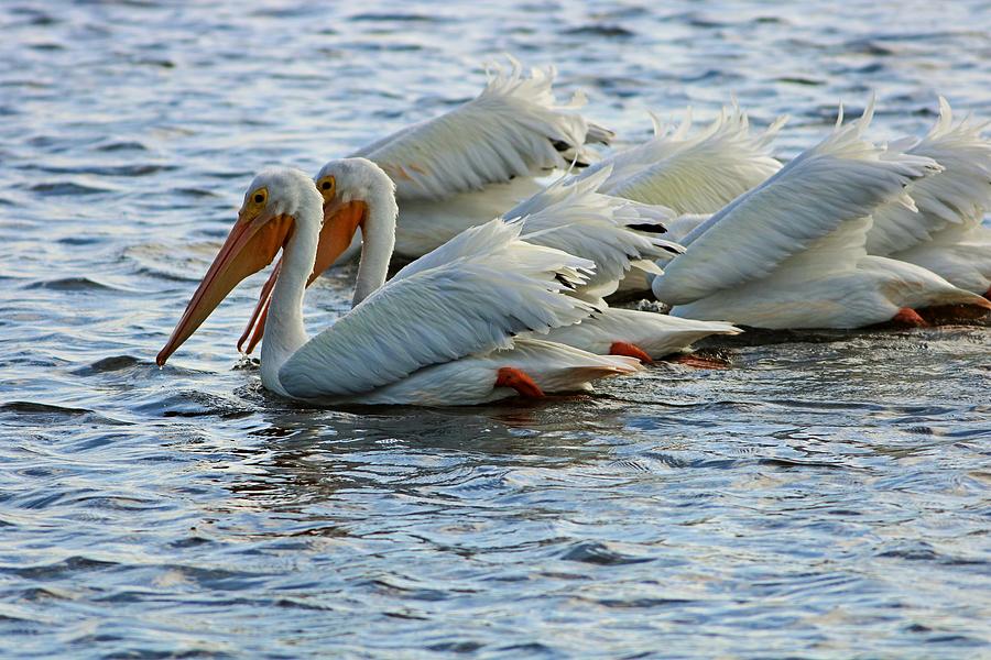 The White American Pelicans Photograph by Michiale Schneider
