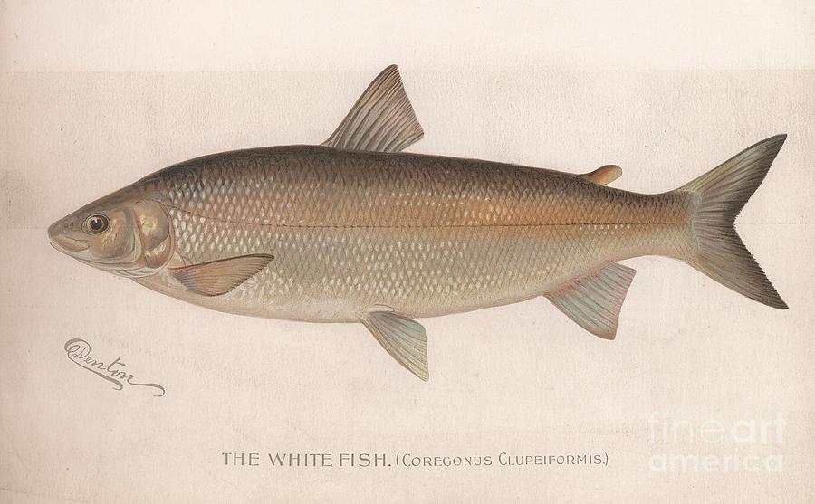 The White Fish Coregonus Clupeiformis Drawing by Print Collector