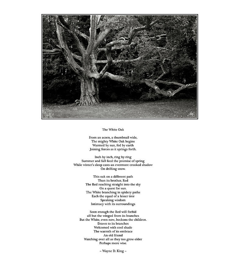 The White Oak Poem Photograph by Wayne King