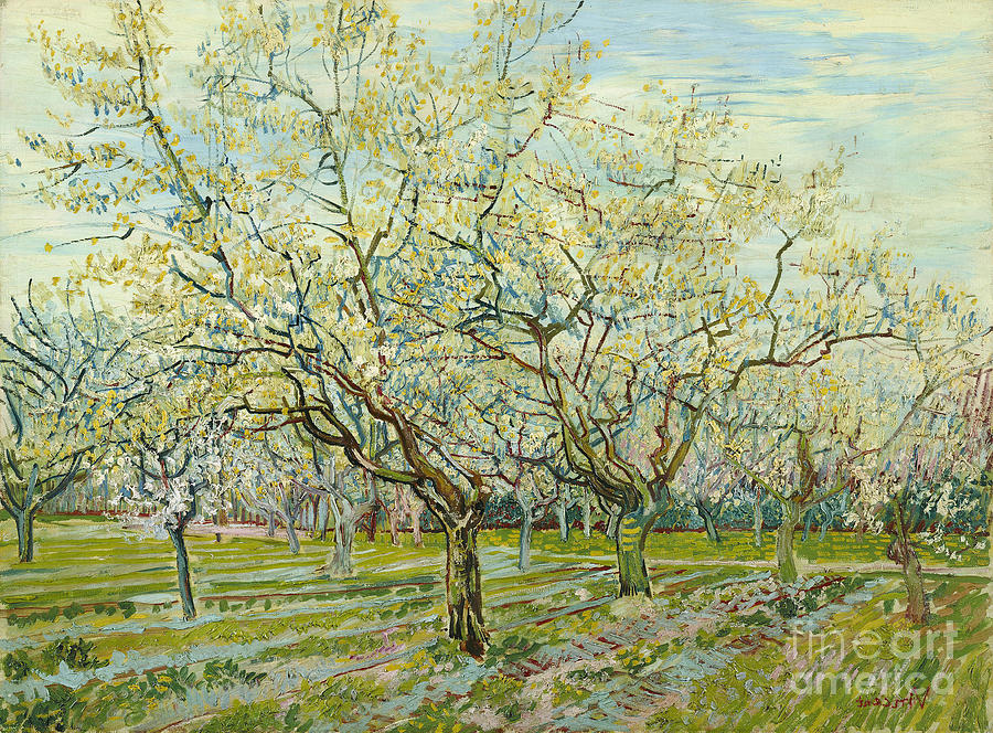 The White Orchard, 1888. Artist Gogh Drawing by Heritage Images