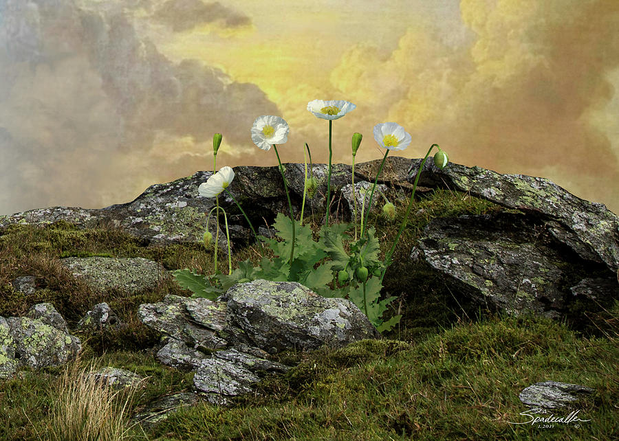 The White Poppies Of Peace Digital Art by M Spadecaller