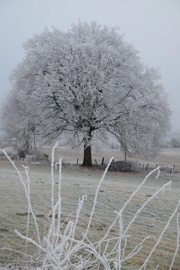 Winter Photograph - The White Tree by Inge Elewaut