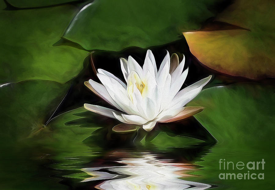 The White Water Lily Photograph by Kathy Baccari