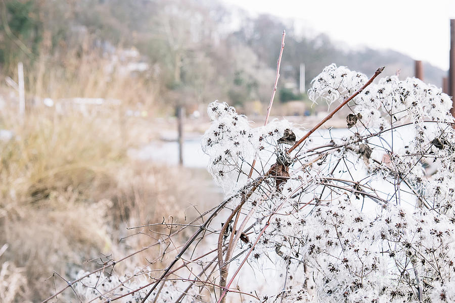 The white winter fairy tale Photograph by Marina Usmanskaya