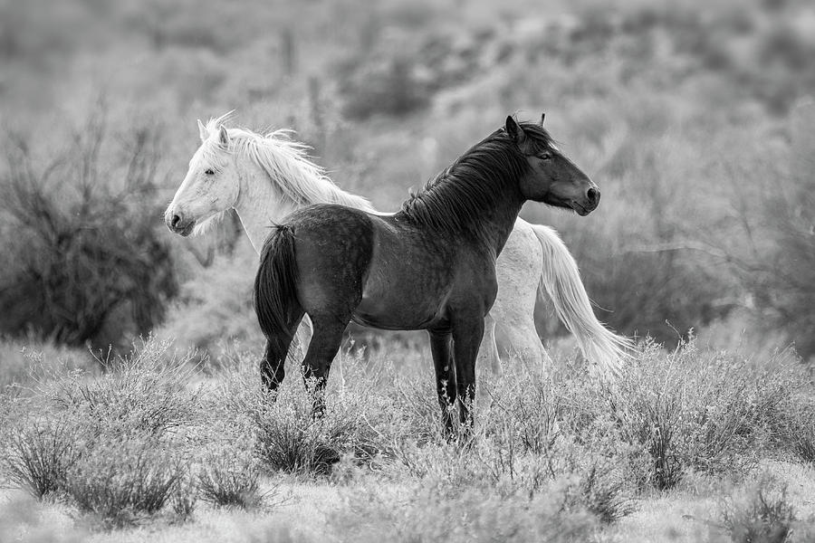 The Wild And Free In Black And White  Photograph by Saija Lehtonen