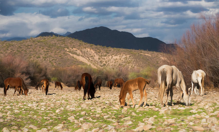 The Wild Horses Of The West Photograph by Saija Lehtonen