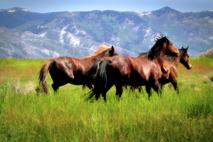 Horse Photograph - The Wild Ones by Donna Kennedy