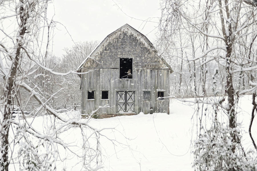Barn Photograph - The Wild Tenant by Lori Deiter