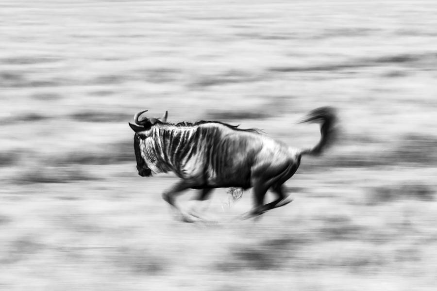The Wildebeest Photograph by Hani Almarhoun