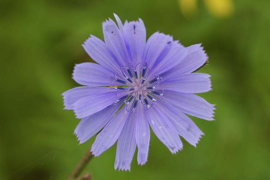 The Wildflower Chicory Photograph by Tom Scheidt - Fine Art America