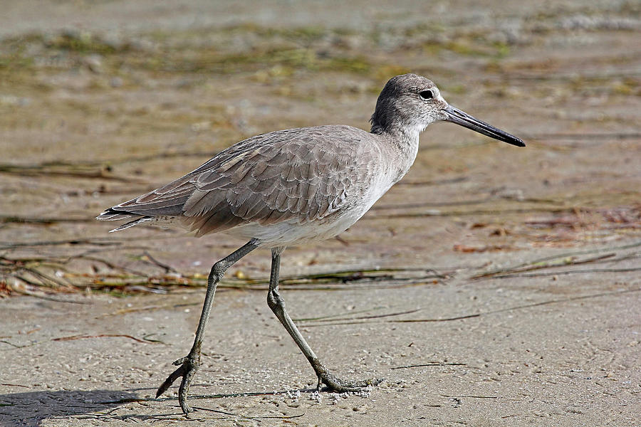 The Willet by HH Photography of Florida Photograph by HH Photography of Florida