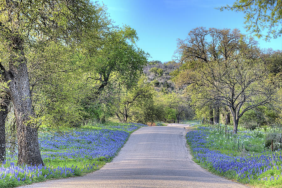 Bluebonnets Photograph - The Willow City Loop by JC Findley