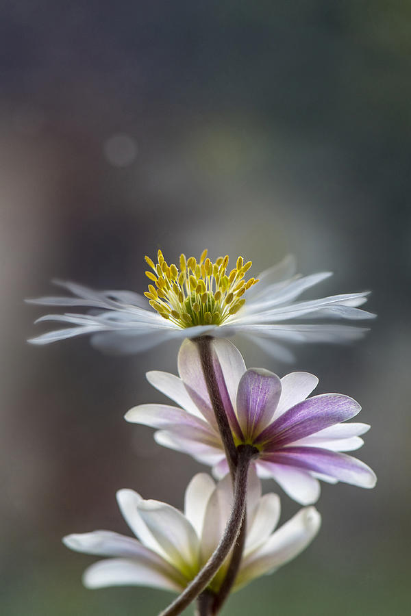 Flower Photograph - The Windflower by Jacky Parker