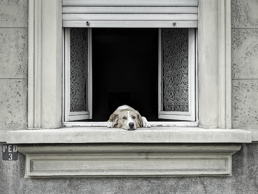 Dog Photograph - The Window by Giorgio Toniolo