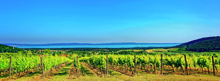 The Wine-growing Region Next To Lake Balaton In Balatonfred-csopak, Hungary Photograph by Zoltan Okolicsanyi