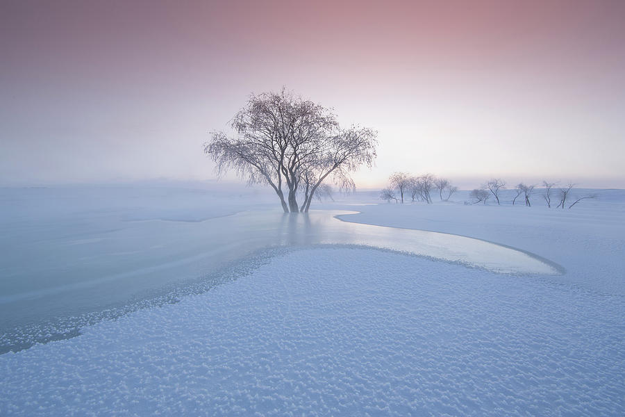 The Winter Photograph by Bingo Z - Fine Art America