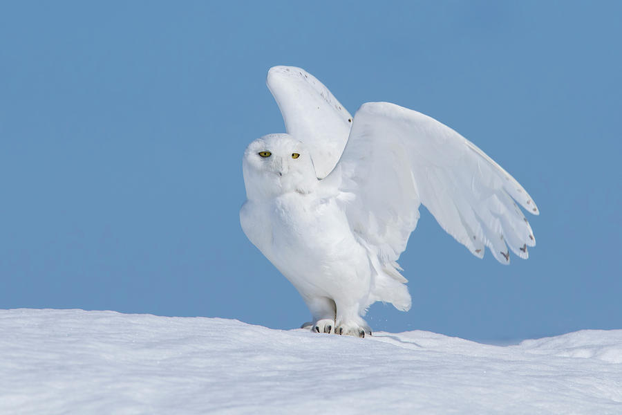 Owl Photograph - The Winter Phantom by Mircea Costina