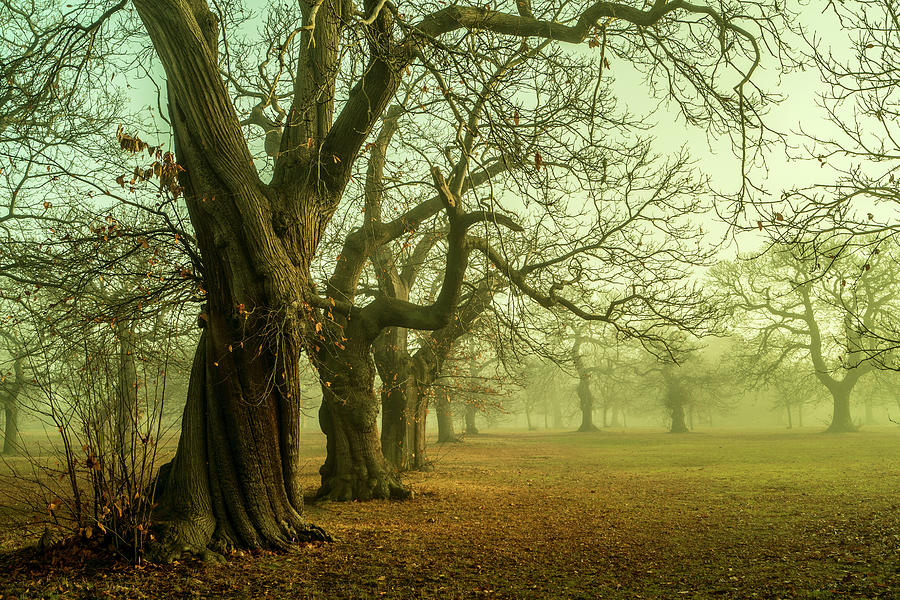 Tree Photograph - The Winter Trees by Mark Rogan